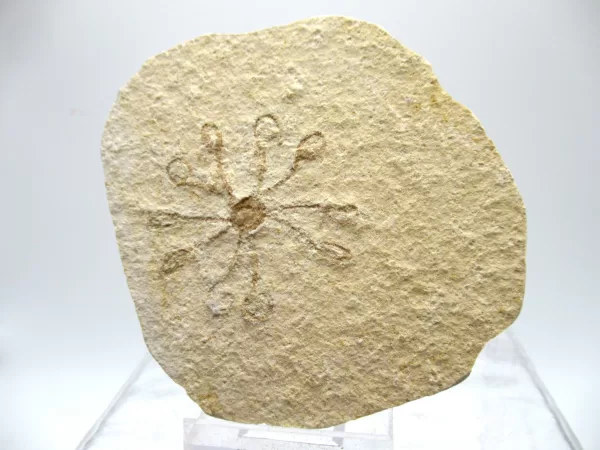 Genuine Solnhofen Saccocoma Floating Crinoid for Sale from Germany #34