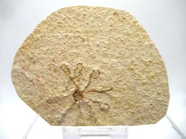 Genuine Solnhofen Saccocoma Floating Crinoid for Sale from Germany #37