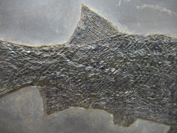 General Paramblypterus Fish Fossils For Sale- Odernheim, Germany #2d