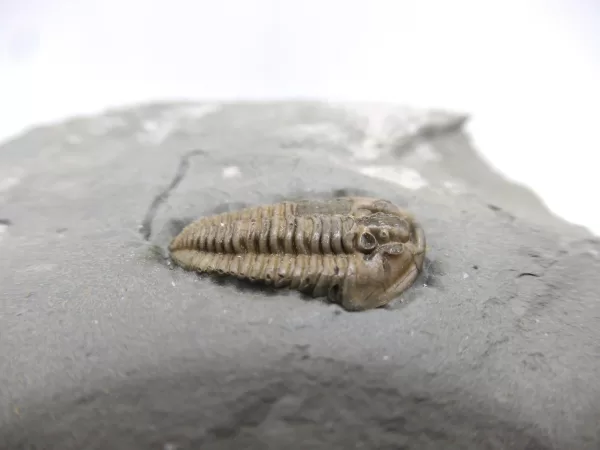 Genuine Ordovician Age Flexicalymene Trilobite Fossils for Sale from Ohio #22b