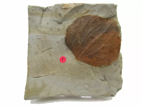 General Leaf Plate Fossils For Sale- Glendive Montana Paleocene Leaf Plate #102