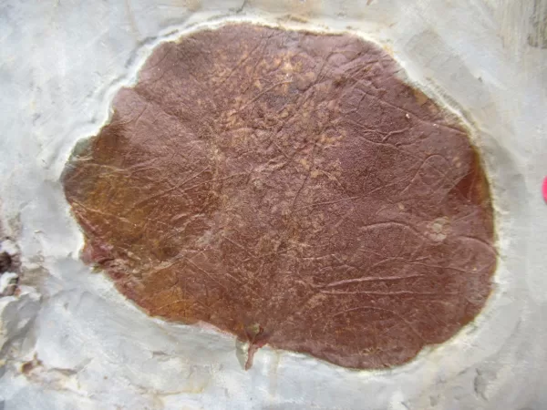 General Leaf Plate Fossils For Sale- Glendive Montana Paleocene Leaf Plate #109a