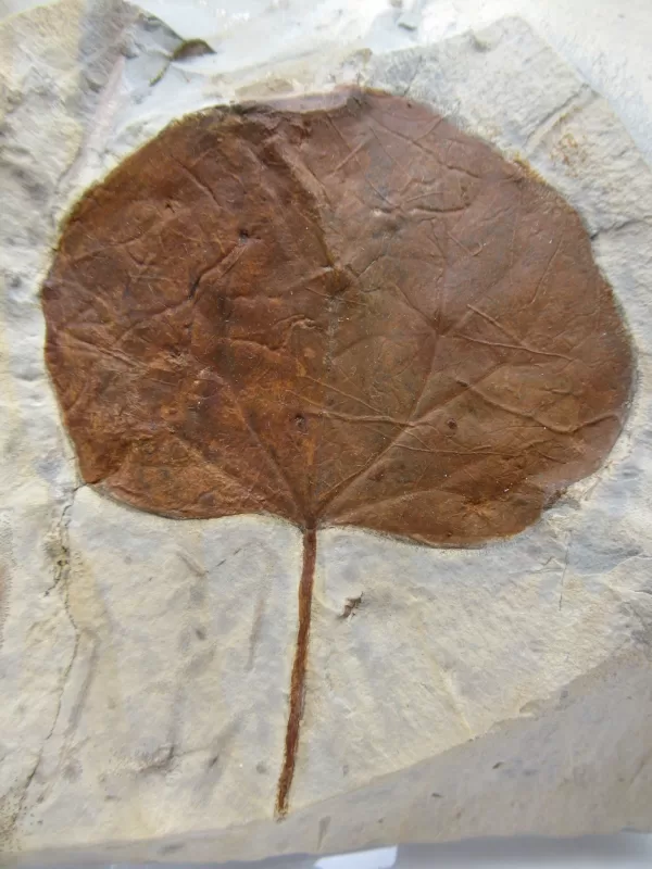 General Leaf Plate Fossils For Sale- Glendive Montana Paleocene Leaf Plate #110a