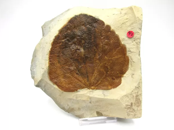 General Leaf Plate Fossils For Sale- Glendive Montana Paleocene Leaf Plate #111