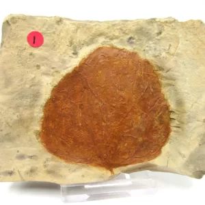 General Leaf Plate Fossils For Sale- Glendive Montana Paleocene Leaf Plate #113