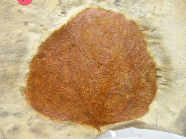 General Leaf Plate Fossils For Sale- Glendive Montana Paleocene Leaf Plate #113a