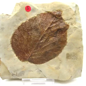 General Leaf Plate Fossils For Sale- Glendive Montana Paleocene Leaf Plate #114