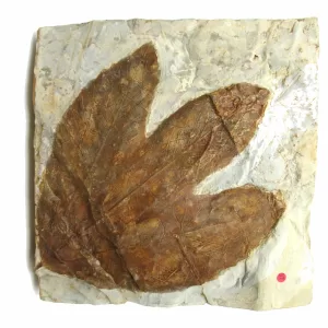 General Leaf Plate Fossils For Sale- Glendive Montana Paleocene Leaf Plate #118