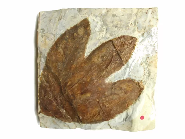 General Leaf Plate Fossils For Sale- Glendive Montana Paleocene Leaf Plate #118