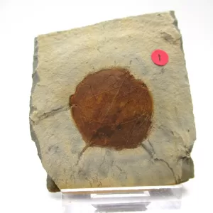 General Leaf Plate Fossils For Sale- Glendive Montana Paleocene Leaf Plate #86