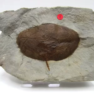 General Leaf Plate Fossils For Sale- Glendive Montana Paleocene Leaf Plate #88