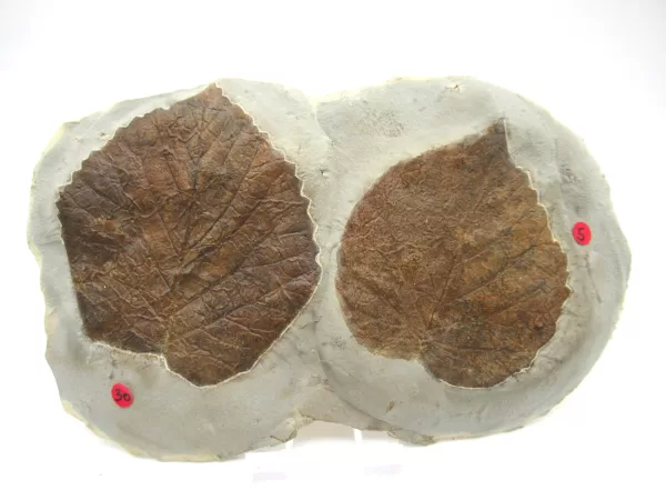 General Leaf Plate Fossils For Sale- Glendive Montana Paleocene Leaf Plate #94