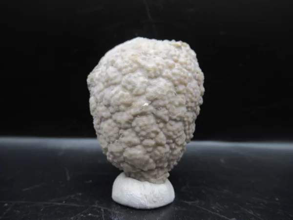 Genuine Silurian Age Holocystites Cystoid from Indiana for Sale #22