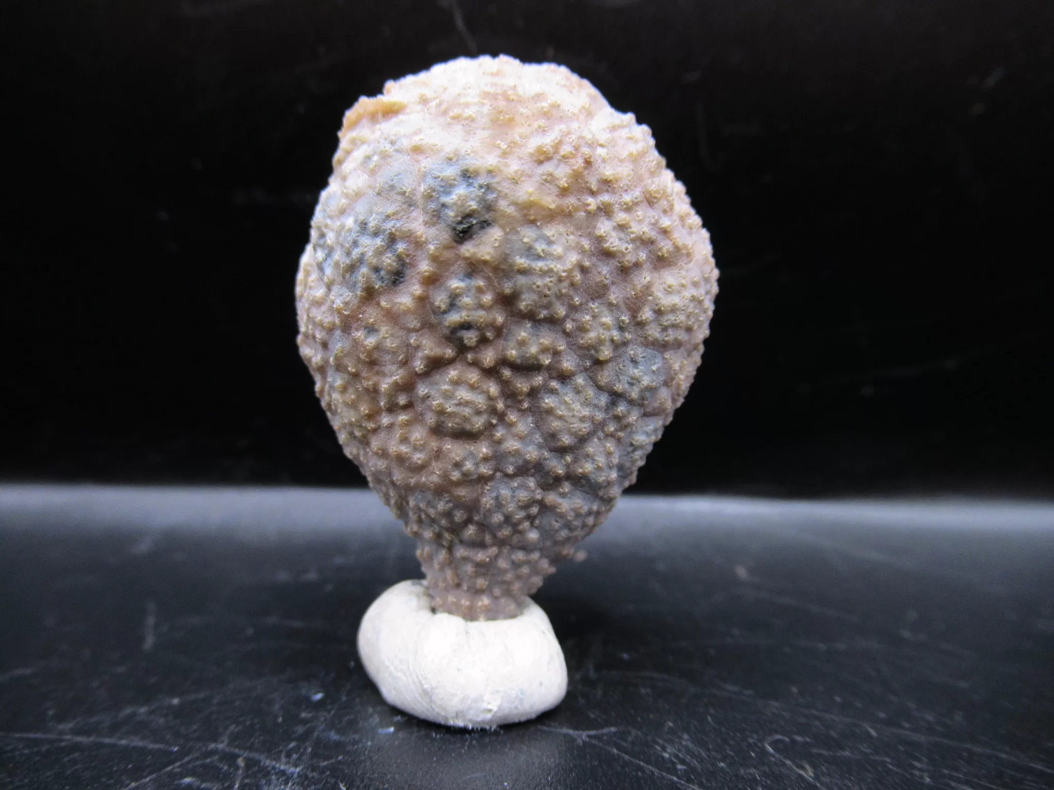 Indiana Silurian Holocystites Cystoid 35 | Fossils for Sale Genuine Silurian Age Holocystites Cystoid from Indiana for Sale #35