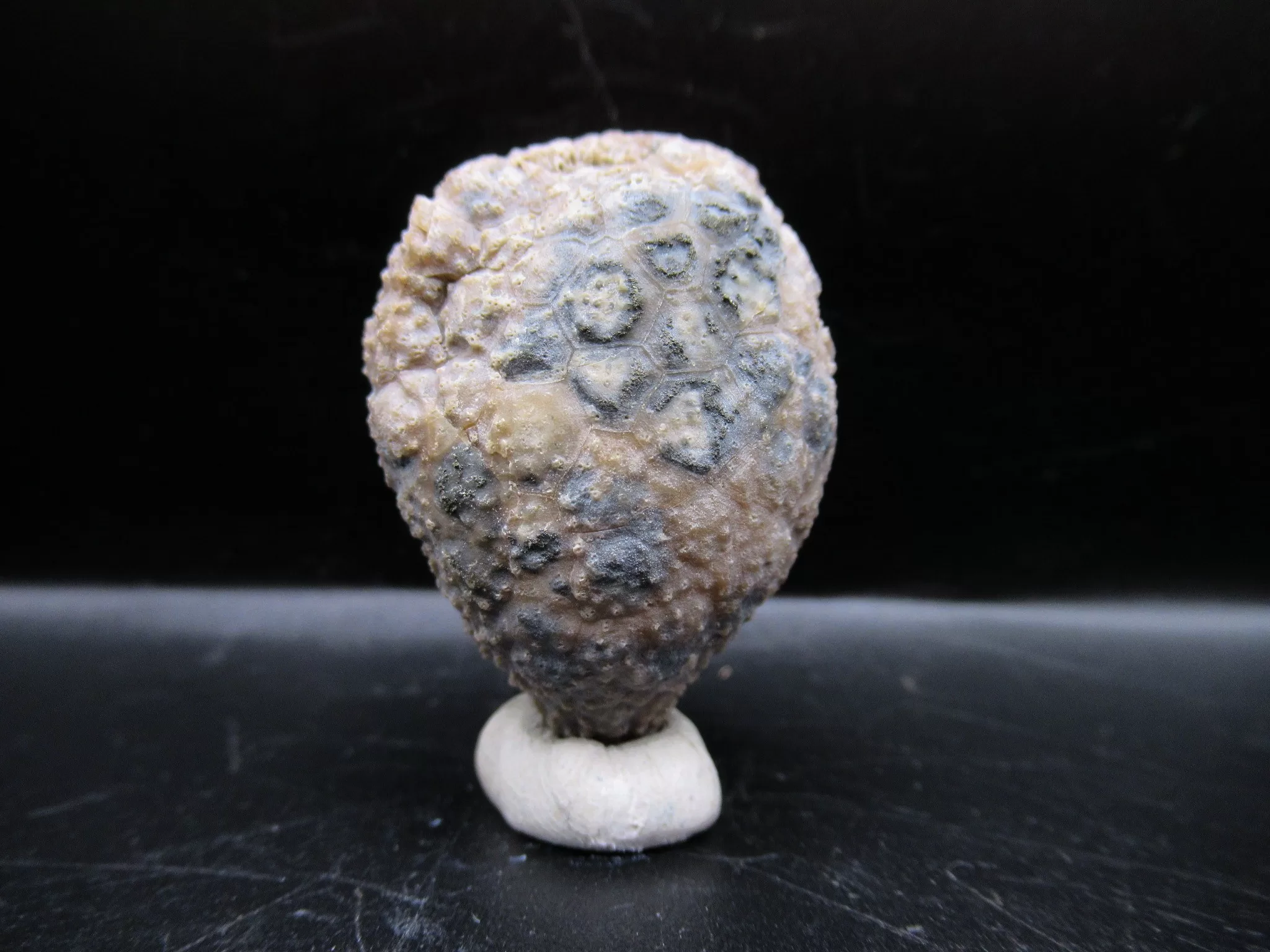 Indiana Silurian Holocystites Cystoid 35a | Fossils for Sale Genuine Silurian Age Holocystites Cystoid from Indiana for Sale #35a