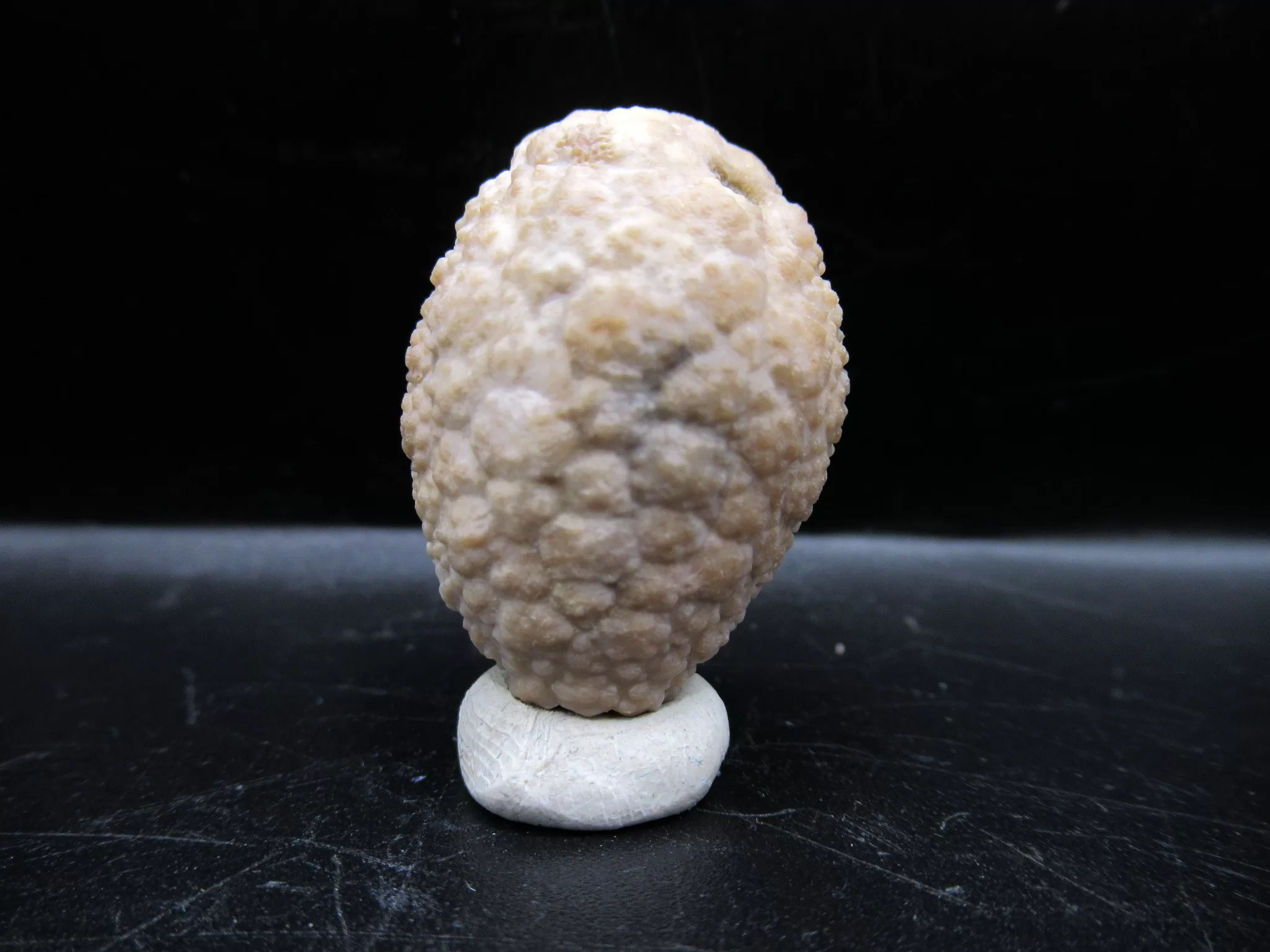 Indiana Silurian Holocystites Cystoid 41 | Fossils for Sale Genuine Silurian Age Holocystites Cystoid from Indiana for Sale #41