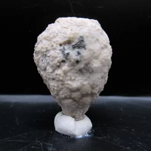 Genuine Silurian Age Holocystites Cystoid from Indiana for Sale #54