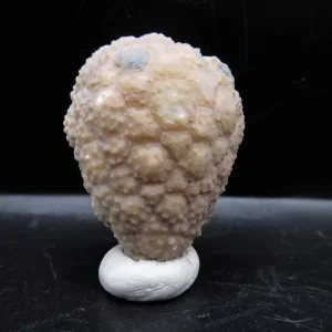 Genuine Silurian Age Holocystites Cystoid from Indiana for Sale #57