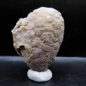 Genuine Silurian Age Holocystites Cystoid from Indiana for Sale #60