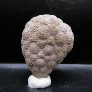 Genuine Silurian Age Holocystites Cystoid from Indiana for Sale #65