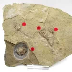 General Crinoid Fossils For Sale- Gilmore City Iowa Mississippian Crinoid Plate #108