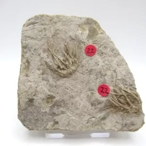 General Echinoid Fossils For Sale- Gilmore City Iowa Mississippian Echinoid #23