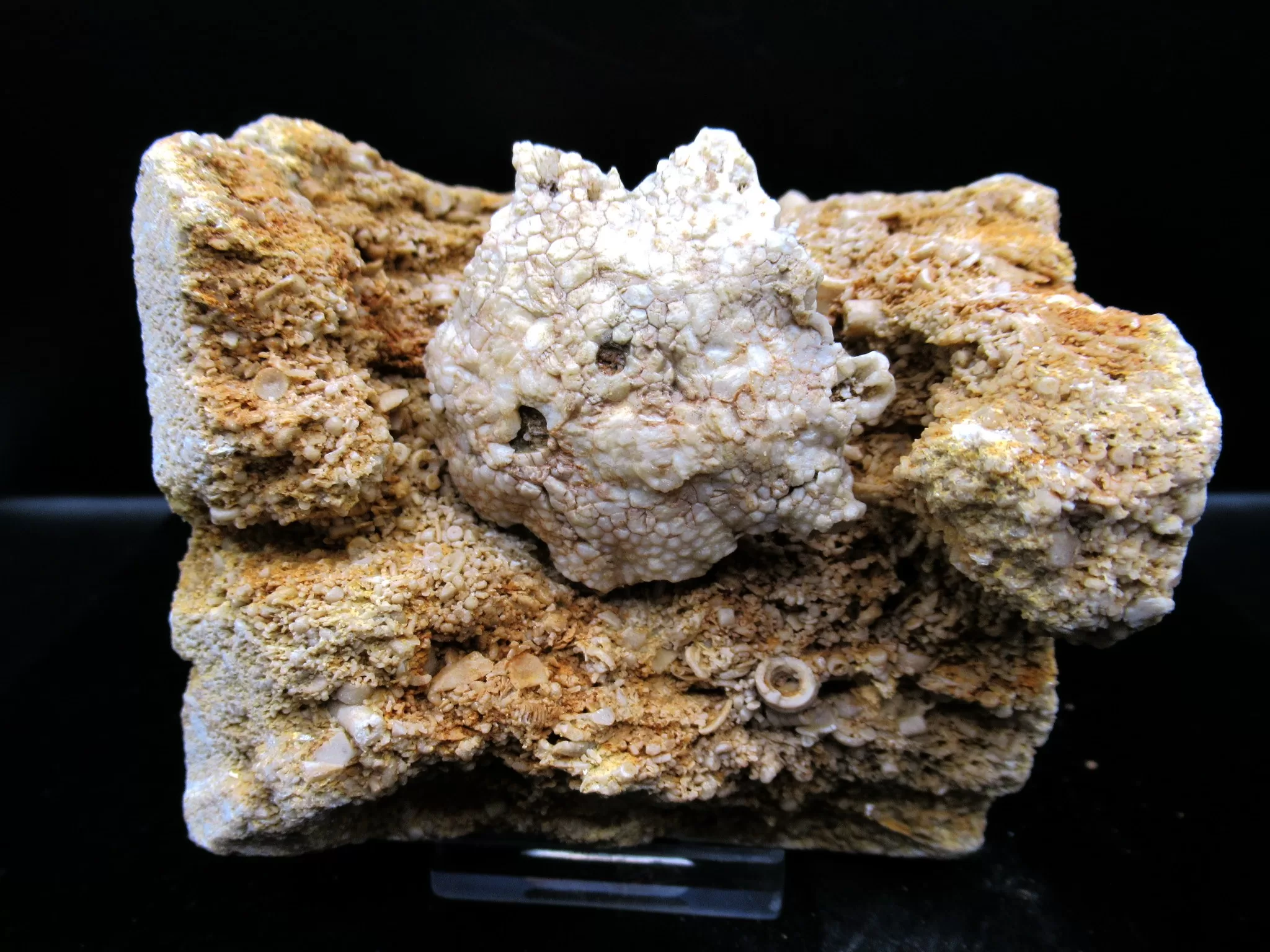 Missouri Mississippian Burlington Crinoid Plate 66 | Fossils for Sale Genuine Mississippian Age Burlington Crinoid Plate from Missouri for Sale #66