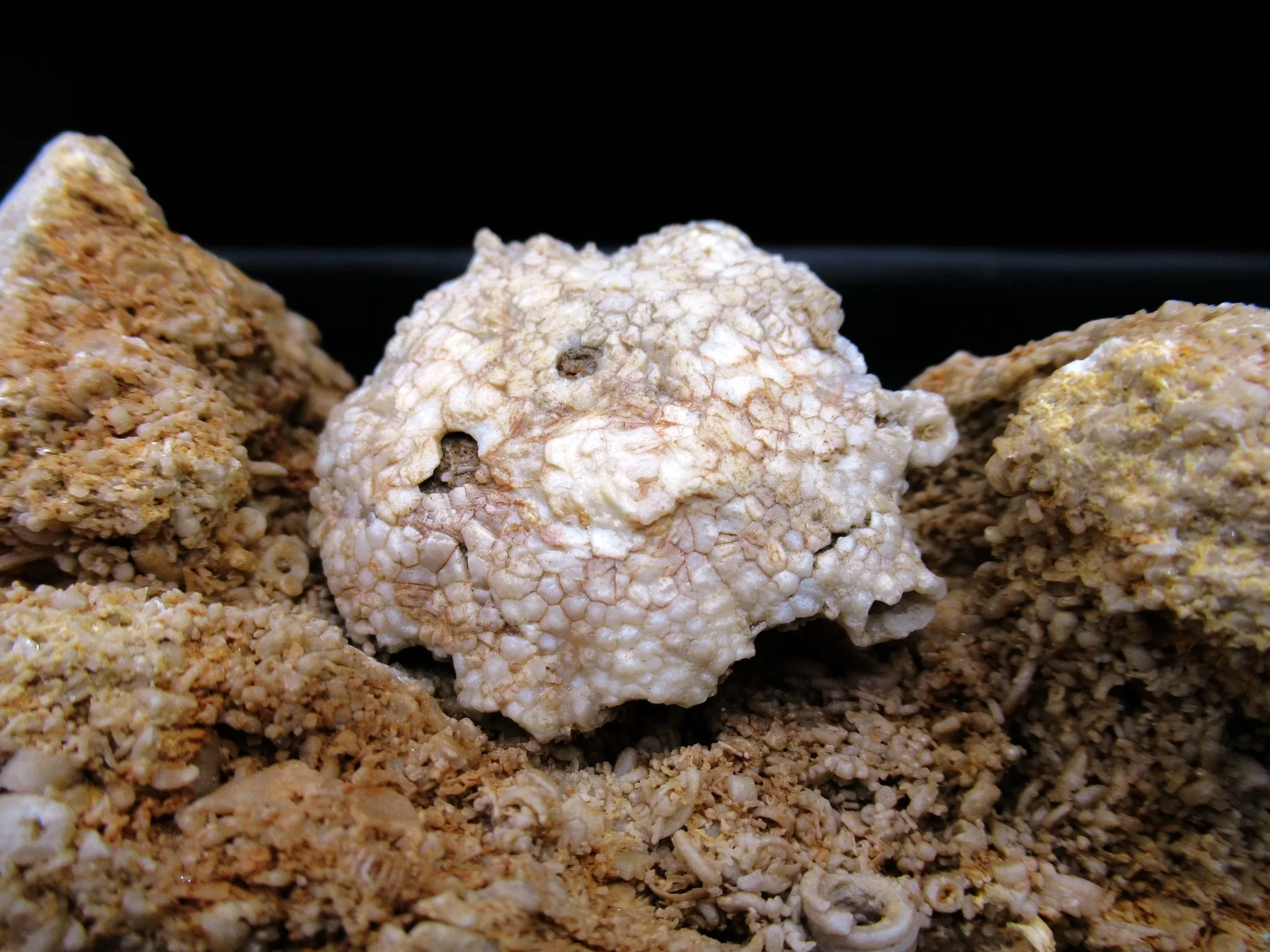 Missouri Mississippian Burlington Crinoid Plate 66a | Fossils for Sale Genuine Mississippian Age Burlington Crinoid Plate from Missouri for Sale #66a