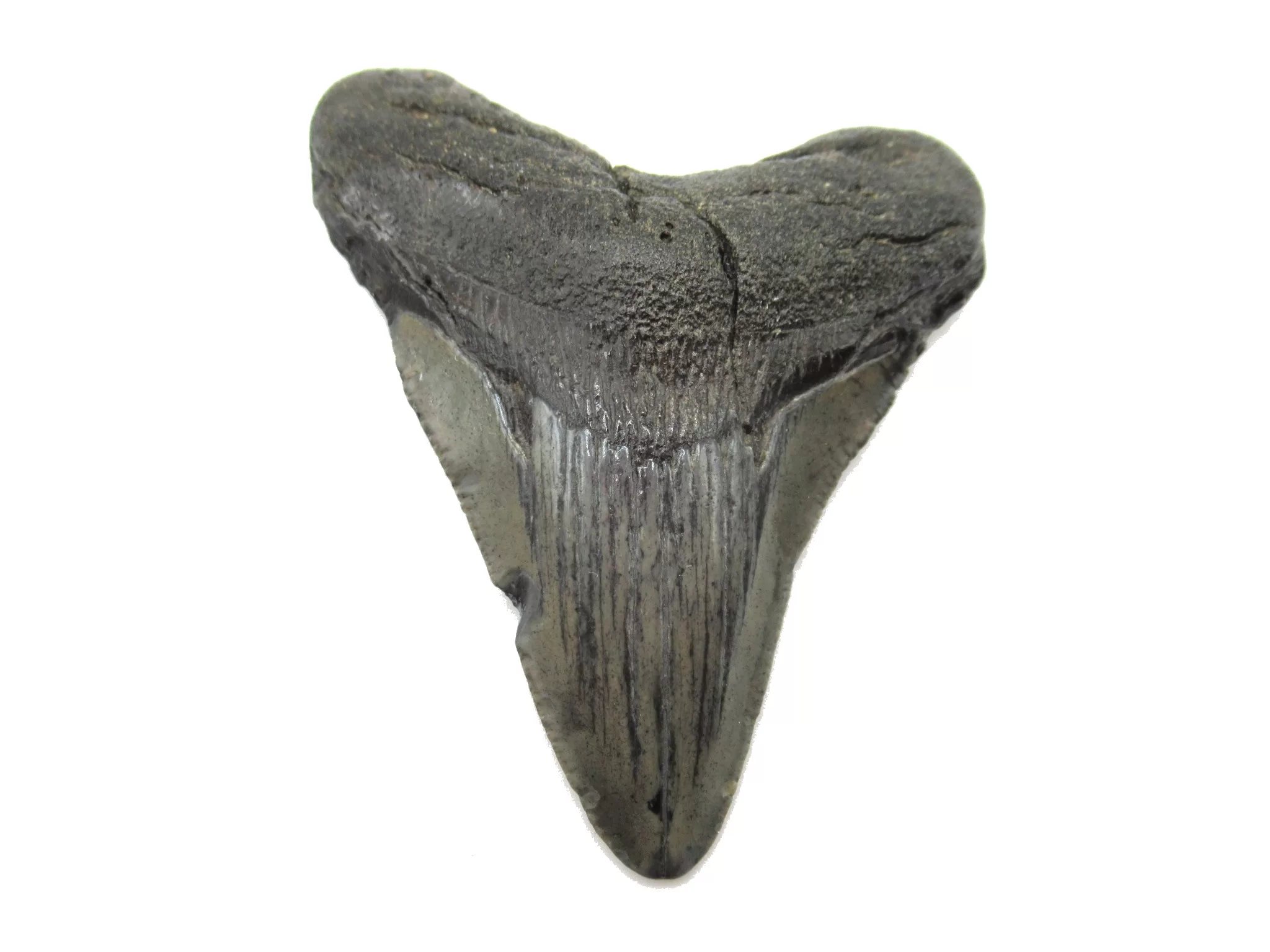 S. Caroline Miocene Magalodon Shark Tooth 37a | Fossils for Sale Genuine Megalodon Shark Teeth For Sale- South Caroline Miocene Megalodon Shark Tooth #37a