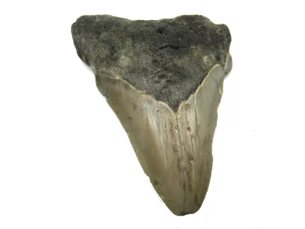 Genuine Megalodon Shark Teeth For Sale- South Caroline Miocene Megalodon Shark Tooth #42a