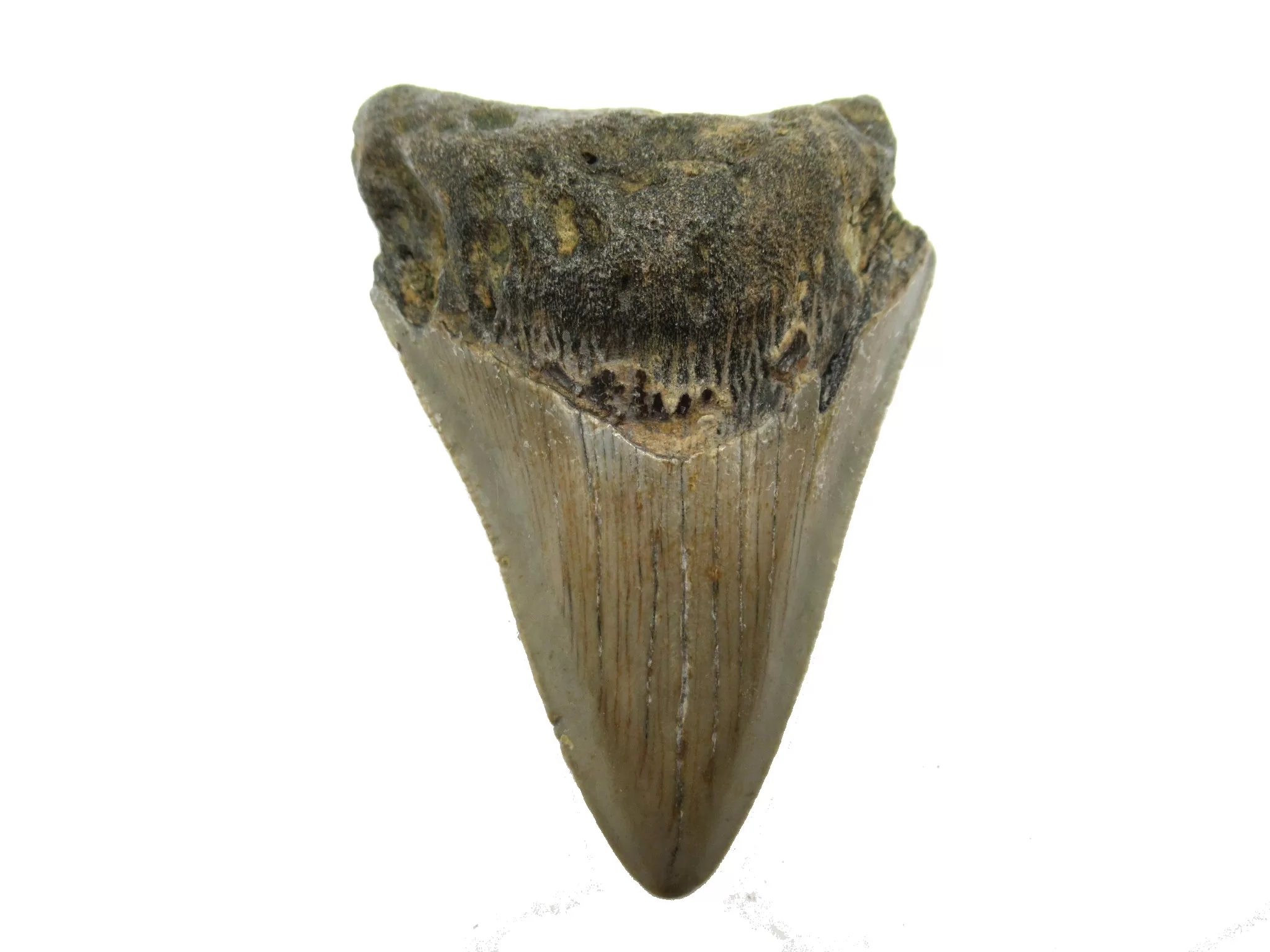 S. Caroline Miocene Magalodon Shark Tooth 45a | Fossils for Sale Genuine Megalodon Shark Teeth For Sale- South Caroline Miocene Megalodon Shark Tooth #45a