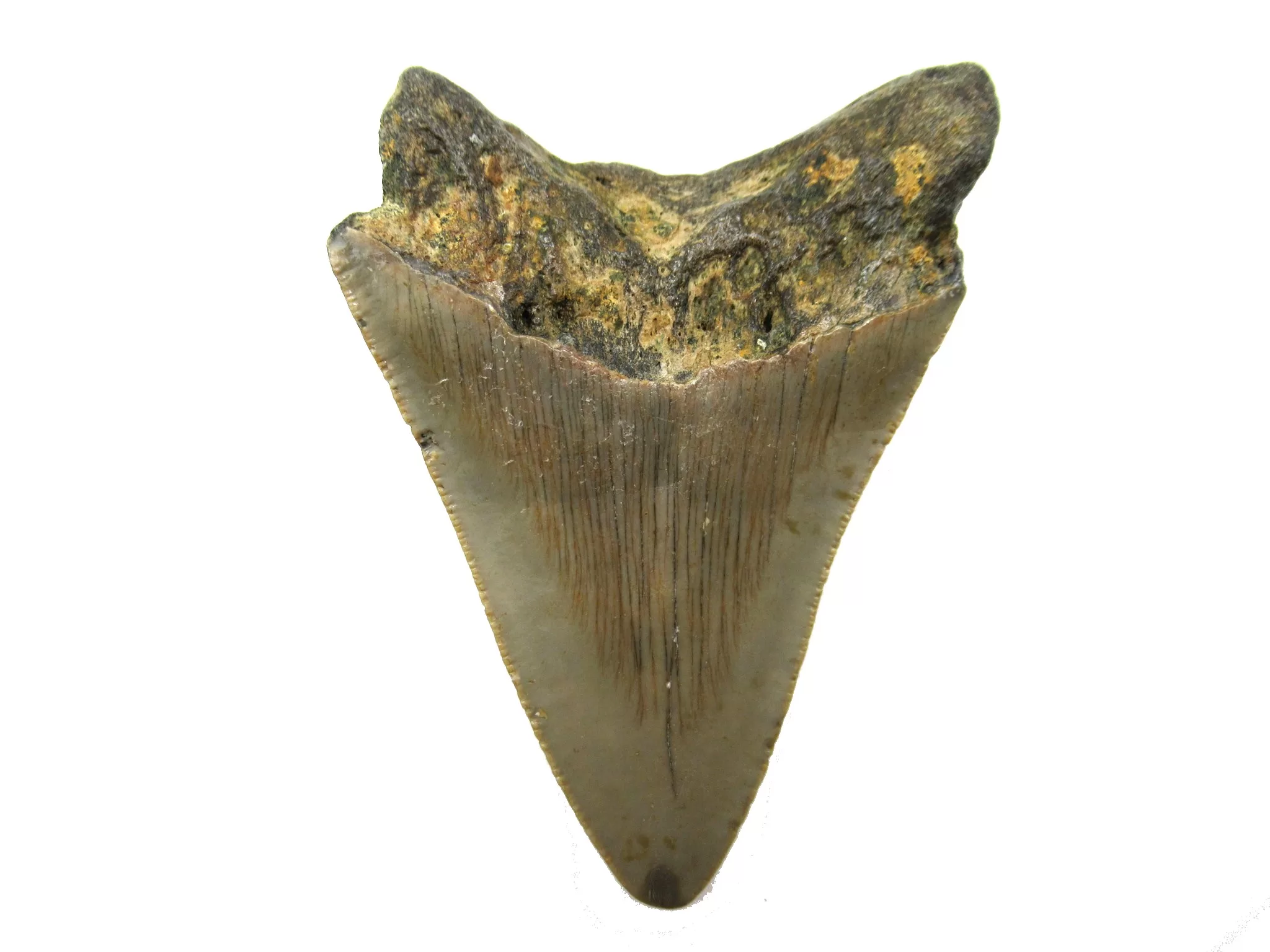 S. Caroline Miocene Magalodon Shark Tooth 45b | Fossils for Sale Genuine Megalodon Shark Teeth For Sale- South Caroline Miocene Megalodon Shark Tooth #45b