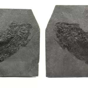 General Permian Palaeoniscum Fish Fossils For Sale- Odernheim, Germany #1 PAIR