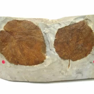 General Leaf Plate Fossils For Sale- Glendive Montana Paleocene Leaf Plate #116