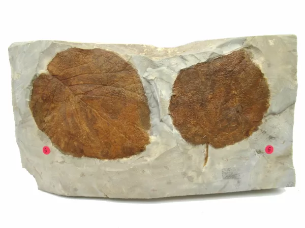 General Leaf Plate Fossils For Sale- Glendive Montana Paleocene Leaf Plate #116