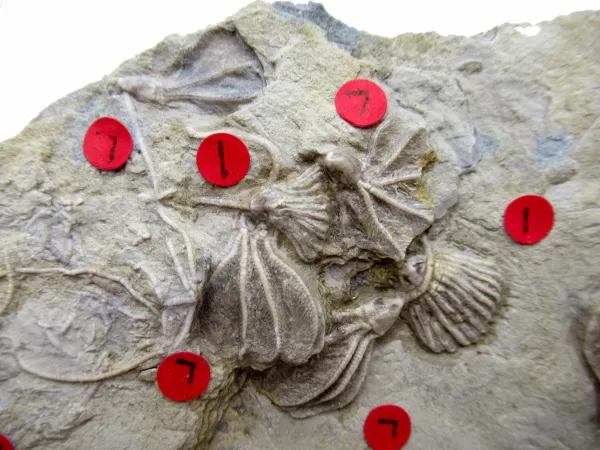 General Crinoid Fossils For Sale- Gilmore City Iowa Mississippian Crinoid Plate #110d