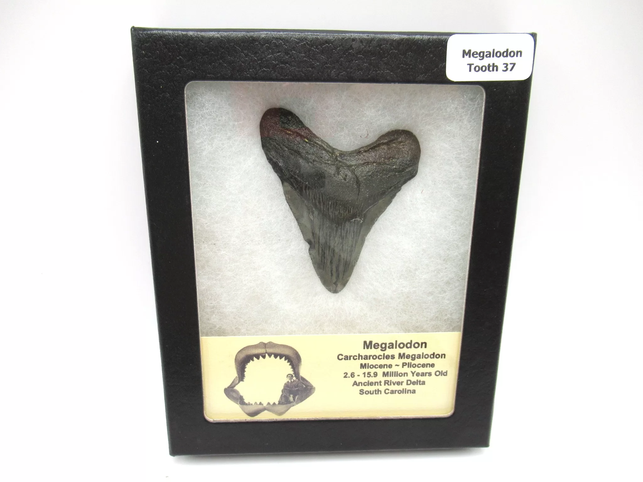 s. caroline miocene magalodon shark tooth 37 | Fossils for Sale Genuine Megalodon Shark Teeth For Sale- South Caroline Miocene Megalodon Shark Tooth #37