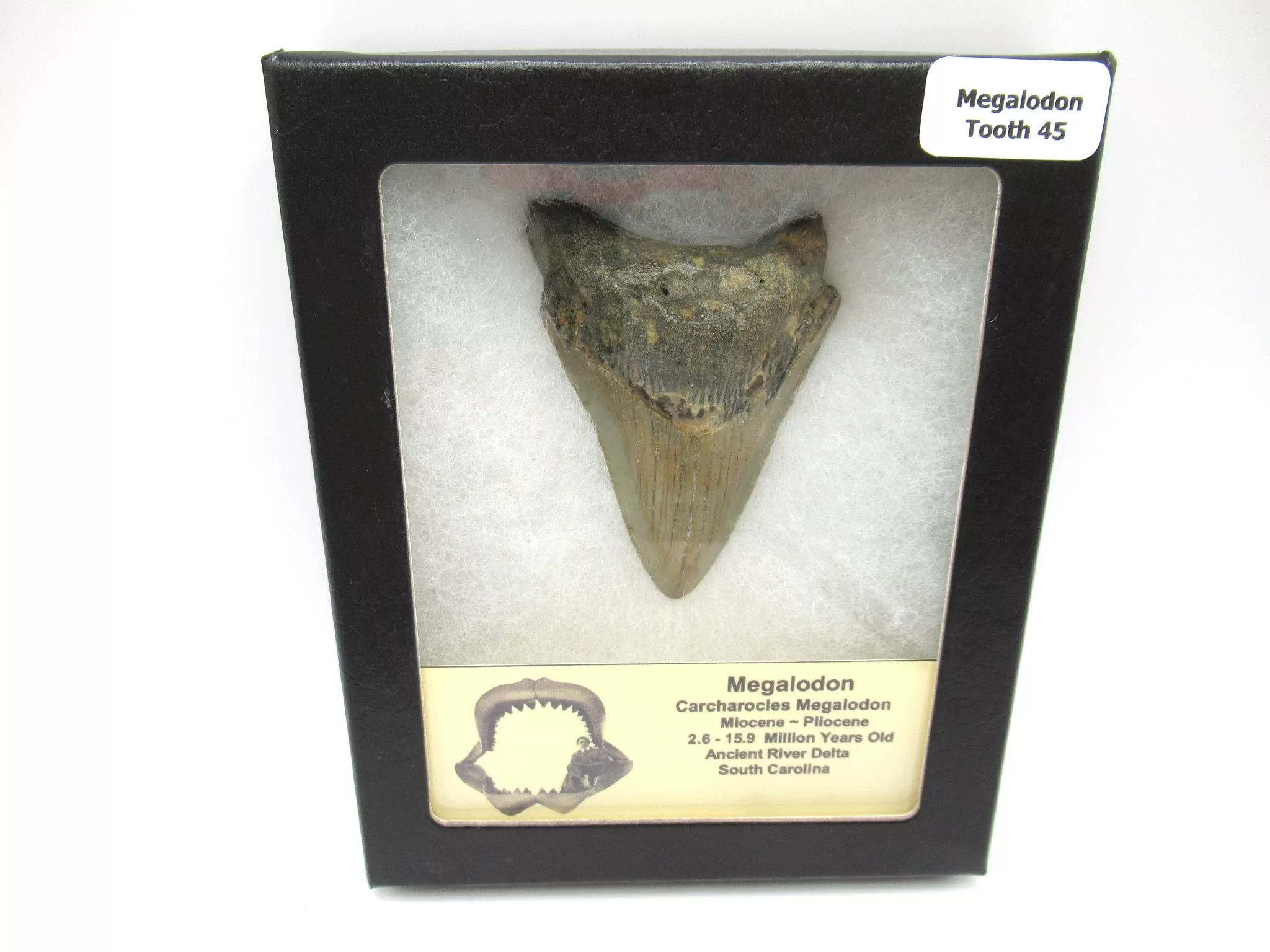 s. caroline miocene magalodon shark tooth 45 | Fossils for Sale Genuine Megalodon Shark Teeth For Sale- South Caroline Miocene Megalodon Shark Tooth #45