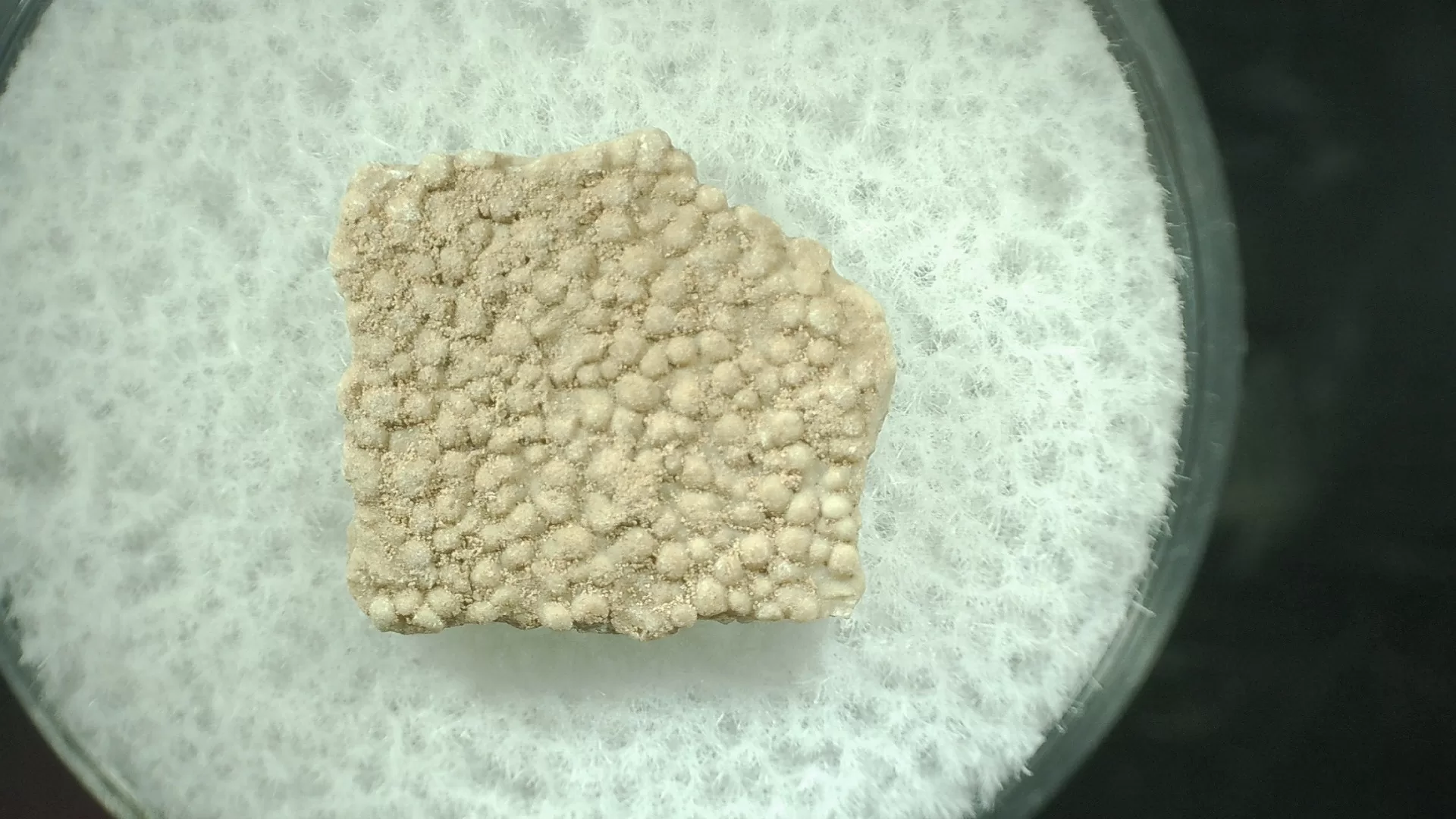 French Hypselosaurus Dinosaur Egg Shell 35 | Fossils for Sale Genuine Hypselosaurus Dinosaur Egg Shell Fossils From France For Sale #35