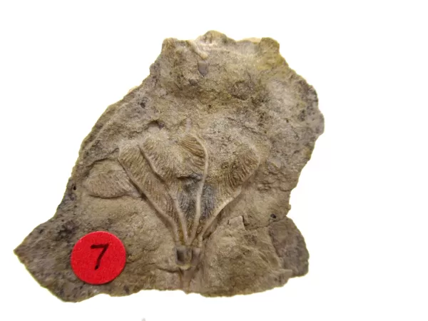 General Crinoid Fossils For Sale- Gilmore City Iowa Mississippian Crinoid Plate #130