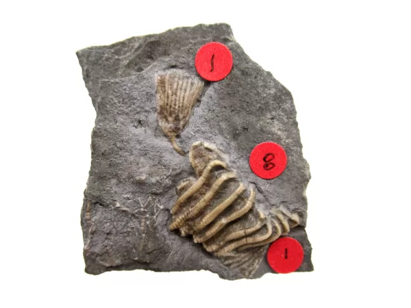 General Crinoid Fossils For Sale- Gilmore City Iowa Mississippian Crinoid Plate #132