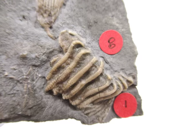 General Crinoid Fossils For Sale- Gilmore City Iowa Mississippian Crinoid Plate #132a