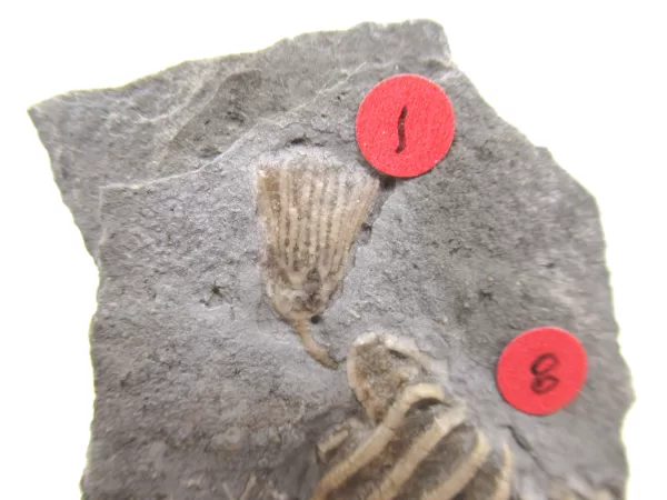 General Crinoid Fossils For Sale- Gilmore City Iowa Mississippian Crinoid Plate #132b