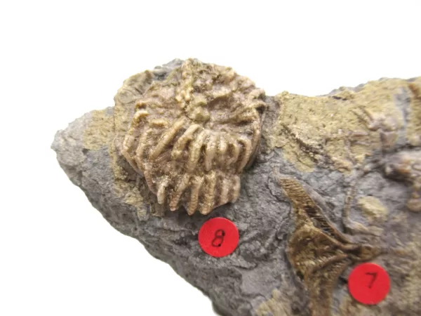 General Crinoid Fossils For Sale- Gilmore City Iowa Mississippian Crinoid Plate #134a