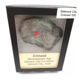 General Crinoid Fossils For Sale- Gilmore City Iowa Mississippian Crinoid Plate #R120