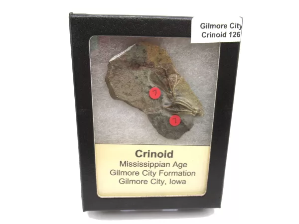 General Crinoid Fossils For Sale- Gilmore City Iowa Mississippian Crinoid Plate #R126