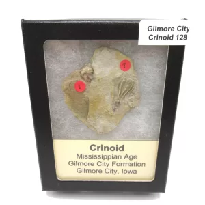 General Crinoid Fossils For Sale- Gilmore City Iowa Mississippian Crinoid Plate #R128