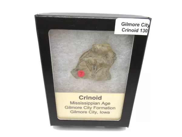 General Crinoid Fossils For Sale- Gilmore City Iowa Mississippian Crinoid Plate #R130