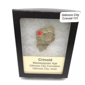 General Crinoid Fossils For Sale- Gilmore City Iowa Mississippian Crinoid Plate #R131