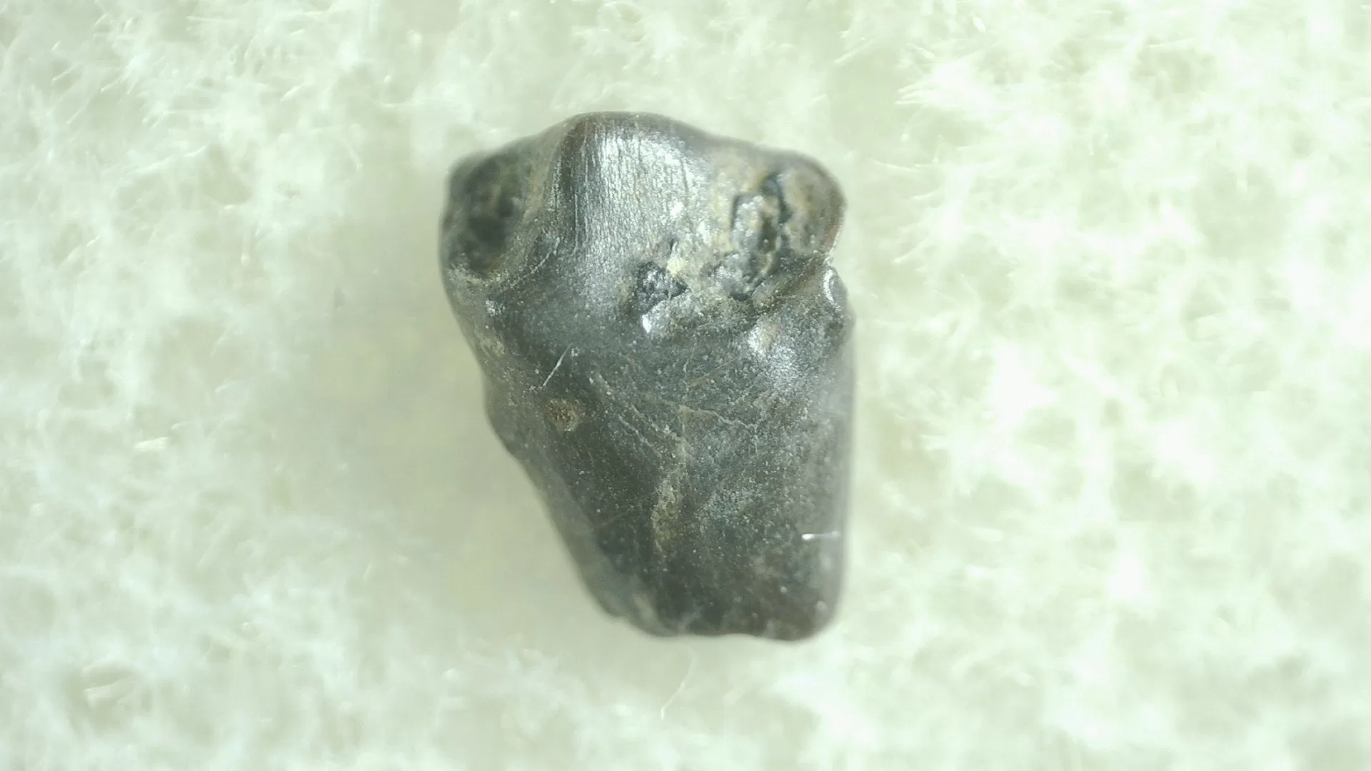 Montana Leptoceratops Dinosaur Tooth 14 | Fossils for Sale Genuine Leptoceratops Dinosaur Tooth Fossils From Montana For Sale #14